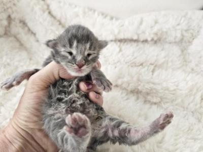 Blue Torbie Maine Coon - Maine Coon - Gallery Photo #1