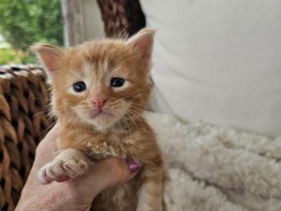 Red Maine Coon Kittens - Maine Coon - Gallery Photo #1