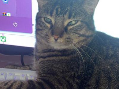 Greyson - American Wirehair - Gallery Photo #1