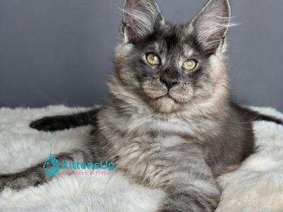 Alvis - Maine Coon - Gallery Photo #1