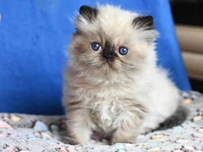 Blulakes Brooklyn - Persian - Gallery Photo #1