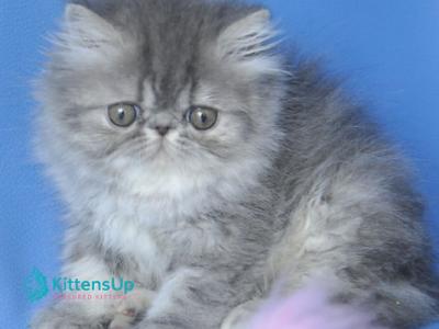 Sindi - Persian - Gallery Photo #1