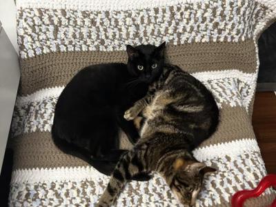 Jasper And Juniper - Domestic - Gallery Photo #1