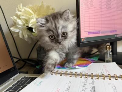 Daisy - Persian - Gallery Photo #1