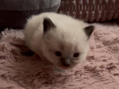 Female Seal Point Kats Ravishing Ragdolls - Ragdoll - Gallery Photo #1