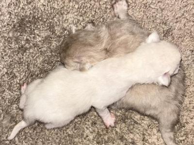 Kats Ravishing Ragdolls Males - Ragdoll - Gallery Photo #1