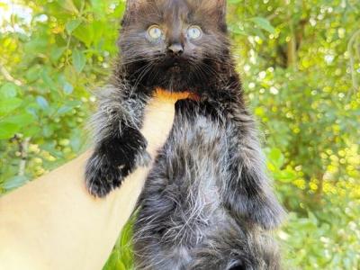 Black Solid Boy - Maine Coon - Gallery Photo #1