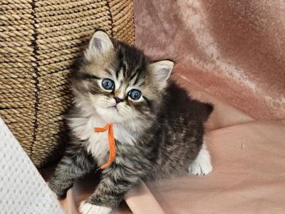 Benny - Persian - Gallery Photo #1