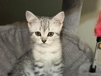 Liki - Scottish Fold - Gallery Photo #1