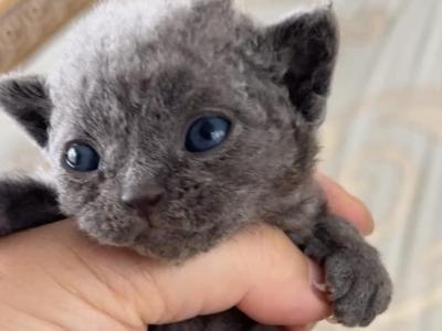 Oscar - Devon Rex - Gallery Photo #1