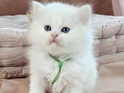 Aria - Persian - Gallery Photo #1