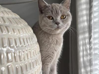 Jolee - British Shorthair - Gallery Photo #1