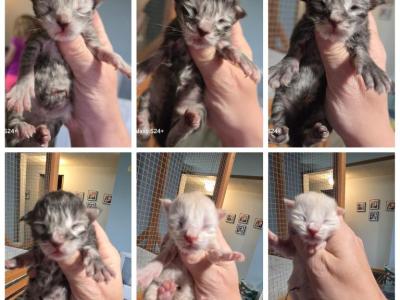 September Babies - Maine Coon - Gallery Photo #1