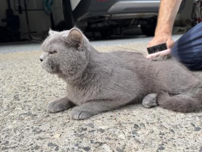 Simone - British Shorthair - Gallery Photo #1