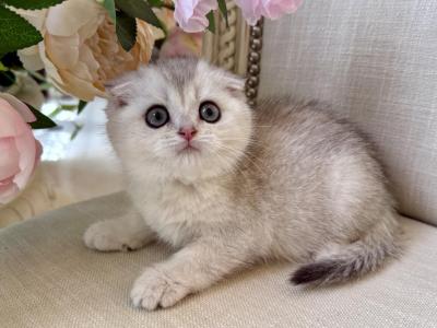 Scottish Fold Silver Chinchilla Female - Scottish Fold - Gallery Photo #1