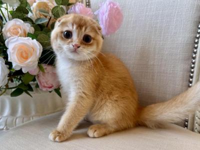 Scottish Fold Light Golden Male - Scottish Fold - Gallery Photo #1