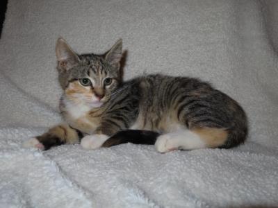 FREE ADORABLE KITTENS - Domestic - Gallery Photo #1