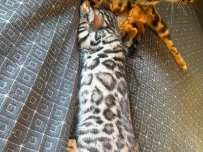 Stunning Silver Bengal Male  TICA Registered - Bengal - Gallery Photo #1