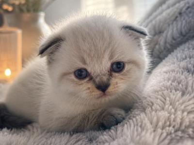 Lily - Scottish Fold - Gallery Photo #1