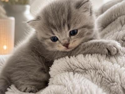 Leo - Scottish Fold - Gallery Photo #1