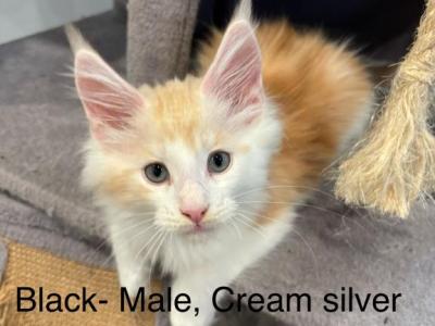 April Litter A Few Are Available - Maine Coon - Gallery Photo #1