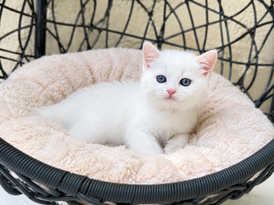 Scottish Straight White  Male Kitten - Scottish Straight - Gallery Photo #1