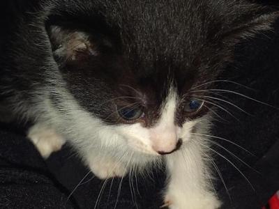 Calico Litter - American Shorthair - Gallery Photo #1