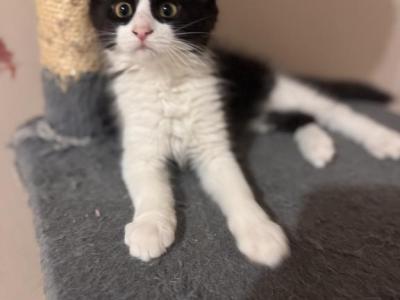 Kittens For Sale - Domestic - Gallery Photo #1