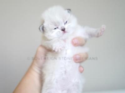 Hester - Siberian - Gallery Photo #1