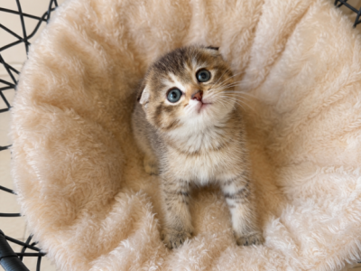 Cute Scottish Fold Female - Scottish Fold - Gallery Photo #1