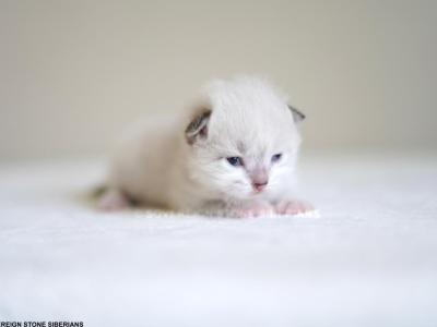 Harrison - Siberian - Gallery Photo #1