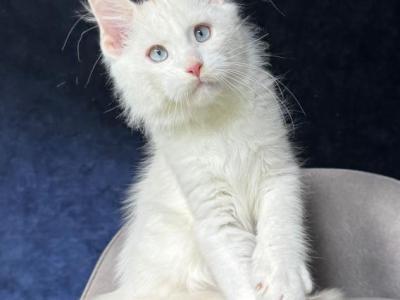 Stunning Blue Eyed White Maine Coon Boy - Maine Coon - Gallery Photo #1