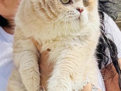 Zeki - British Shorthair - Gallery Photo #1