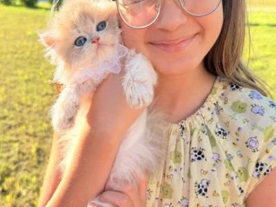 Violet - British Shorthair - Gallery Photo #1