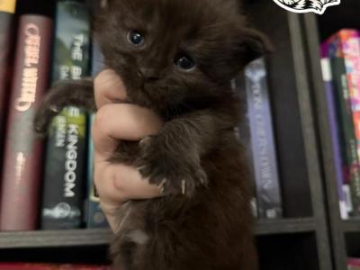 Astrid  DreamWorks Litter - Maine Coon - Gallery Photo #1