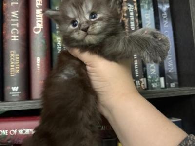 Fiona Dream Works Litter - Maine Coon - Gallery Photo #1