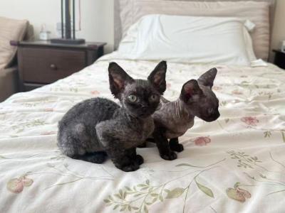 MINI - Devon Rex - Gallery Photo #1