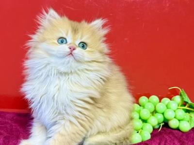 British Longhair Female Golden - British Shorthair - Gallery Photo #1