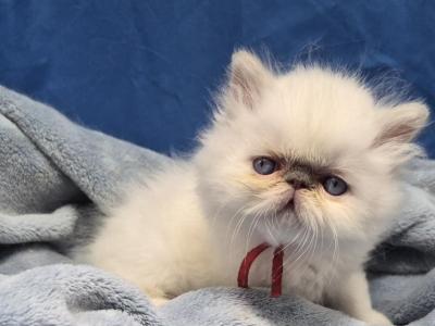 Lilac Point Himalayan Boy - Himalayan - Gallery Photo #1