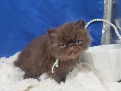 Chocolate Persian Girl - Persian - Gallery Photo #1