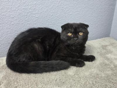 Lucas - Scottish Fold - Gallery Photo #1