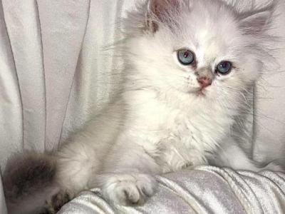 Theodore - British Shorthair - Gallery Photo #1