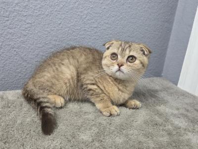 Luna - Scottish Fold - Gallery Photo #1