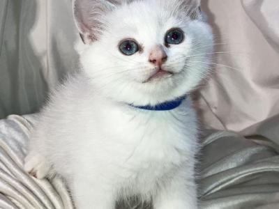 Rupert - British Shorthair - Gallery Photo #1