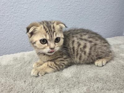Lily - Scottish Fold - Gallery Photo #1