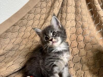 Milo The Big Paw Club - Maine Coon - Gallery Photo #1