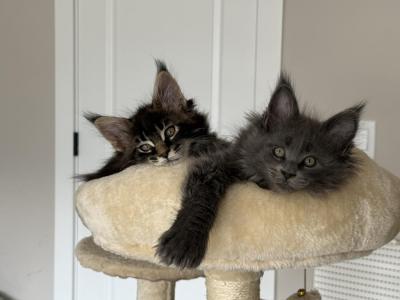 KoKo - Maine Coon - Gallery Photo #1