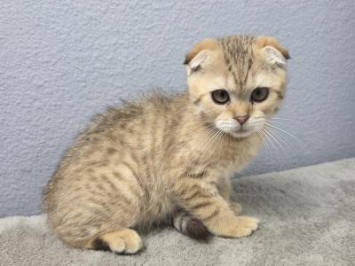 Louis - Scottish Fold - Gallery Photo #1