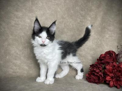 Cannoli - Maine Coon - Gallery Photo #1