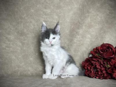 Eclair - Maine Coon - Gallery Photo #1